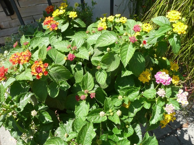 lantana