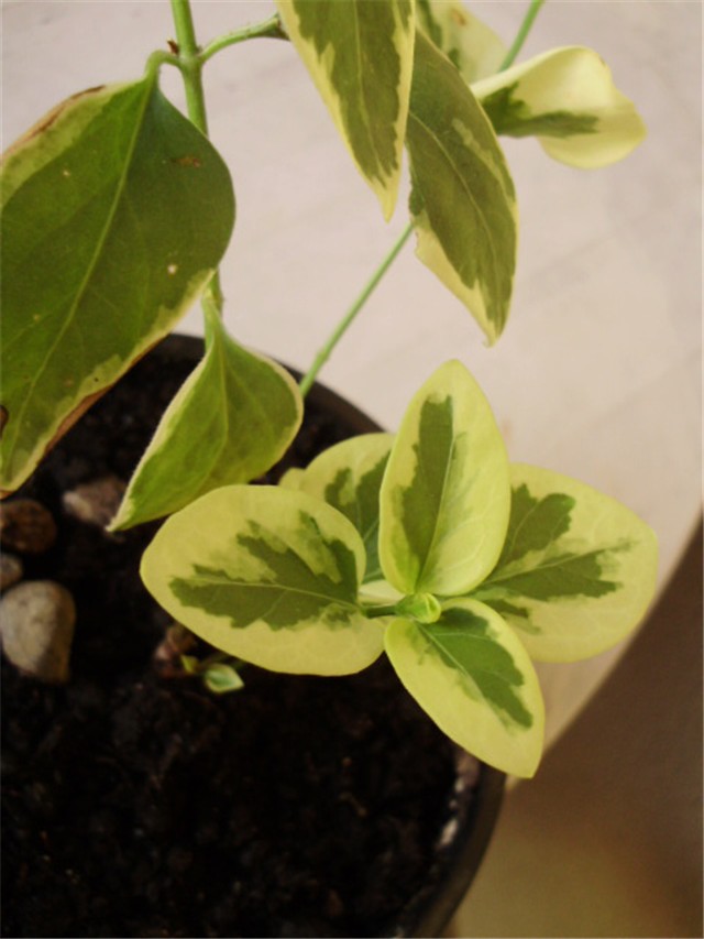 vinca