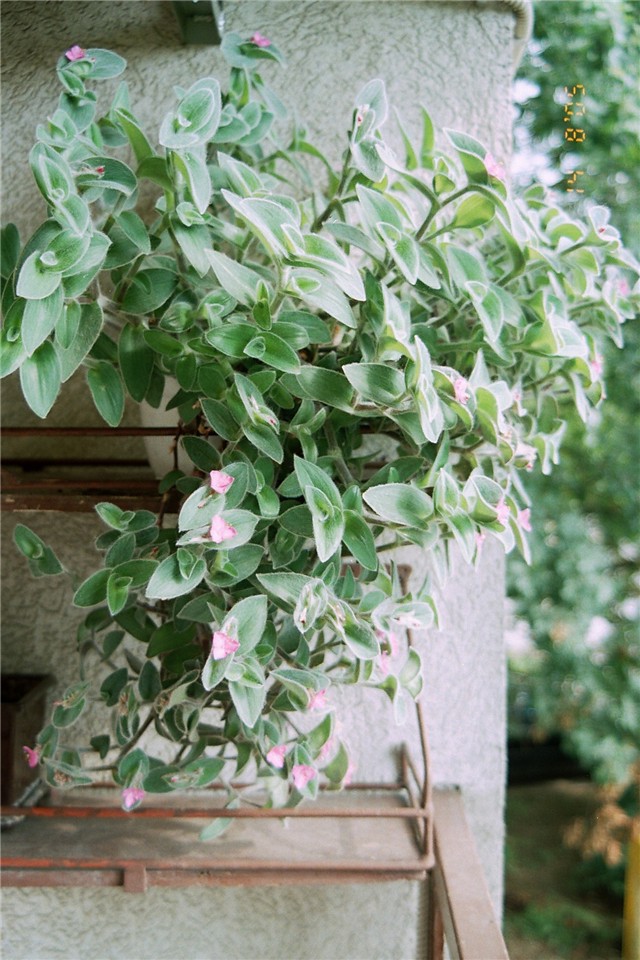 Tradescantia Sillamontana