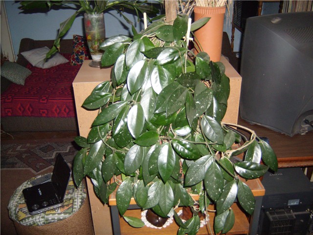 haja carnosa