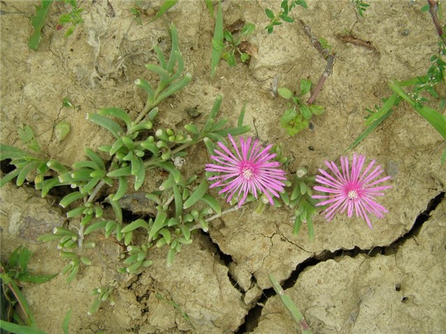 Lantanine krasotice