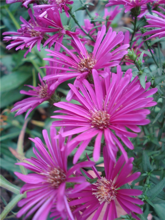 Aster