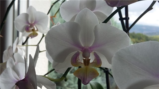 phaleonopsis