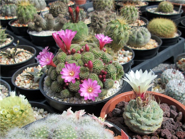 Rebutia perplexa 