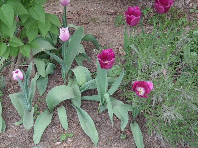 tulipani