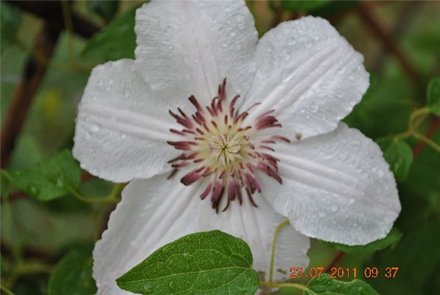 clematis