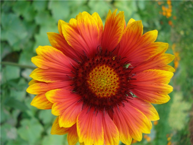 Gaillardia