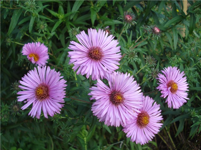 Aster