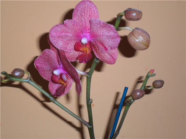 orhideja