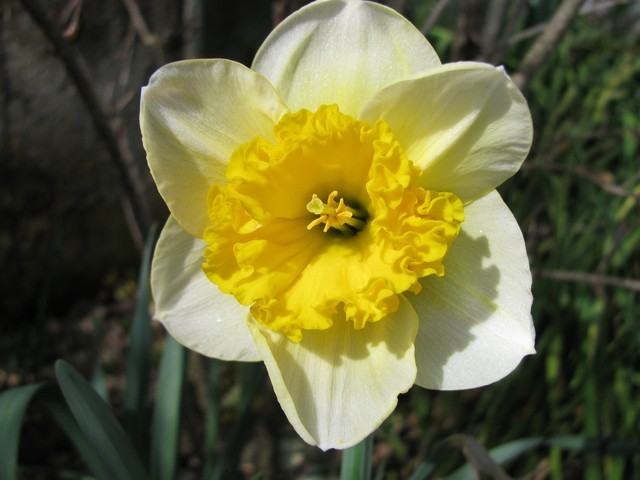 Narcissus 