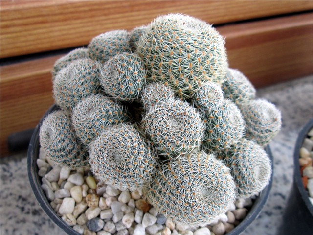 Rebutia heliosa condorensis