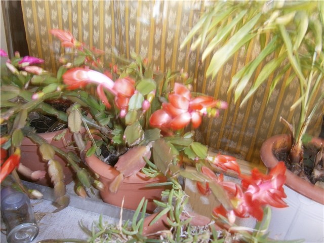 kaktusi 