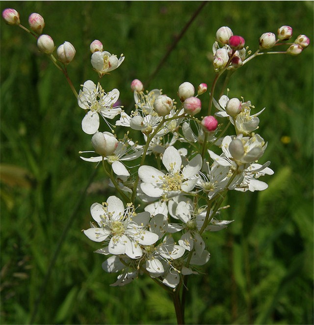 Filipendula hexapetala 5