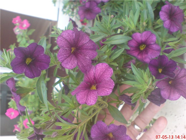 Bellsi 1