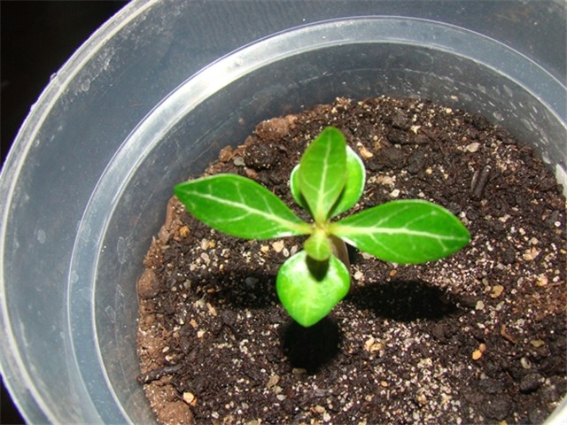 Adenium