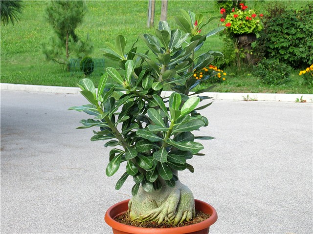 Adenium obesum