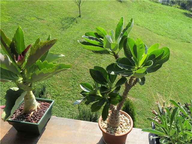 Pachypodium baronii windsorii 