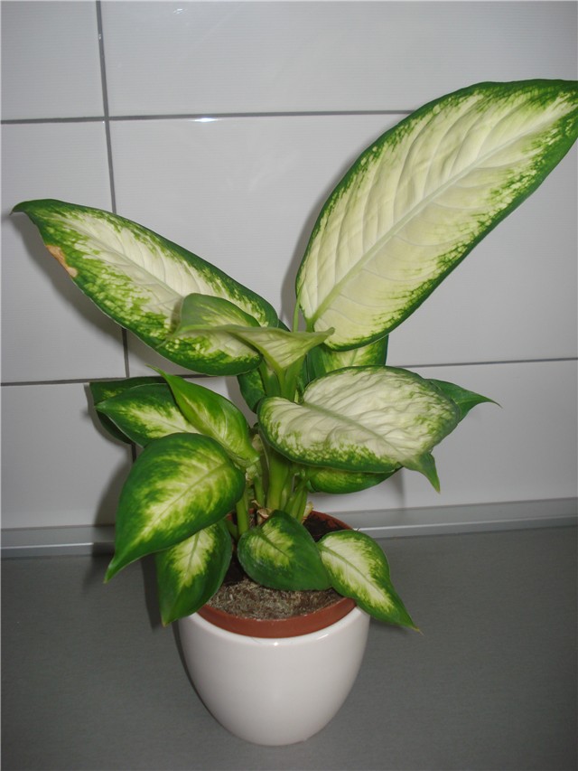 difenbahija