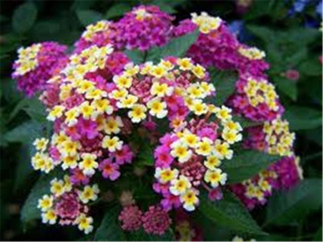 lantana