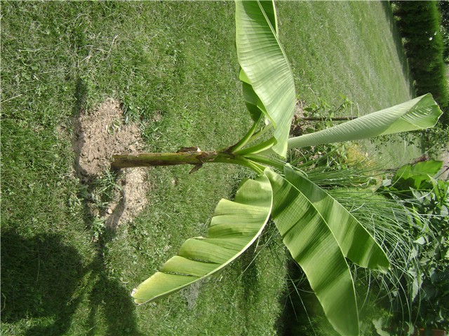 banana