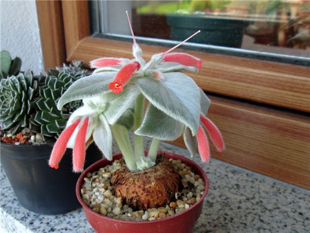 sinningia leucotricha