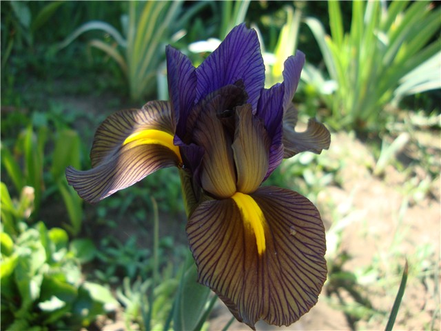 Iris holandica Eye of the tiger
