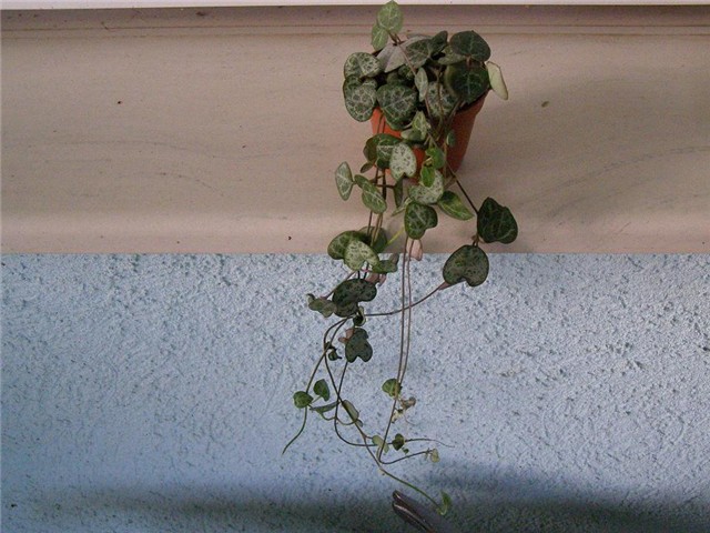 Puzavica mini