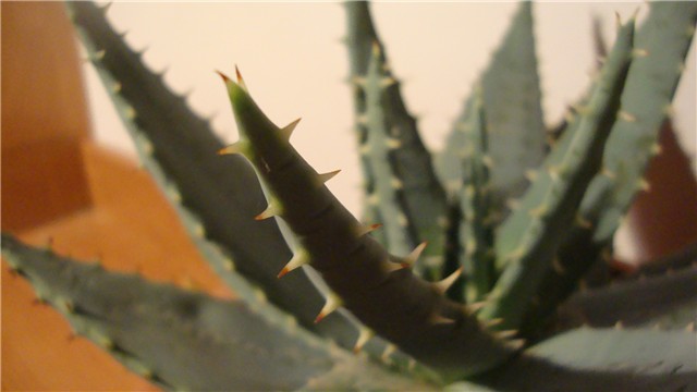 kaktus