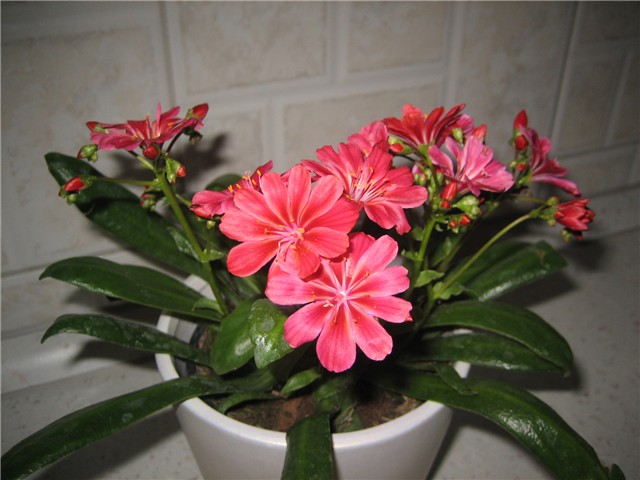 Lewisia