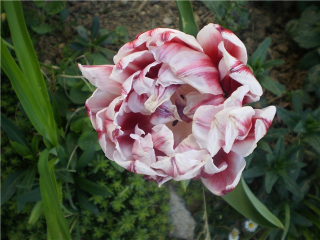 tulipan