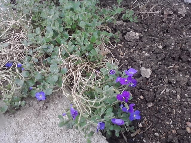 aubrietuja