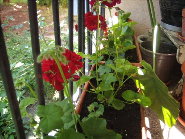 pelargonia