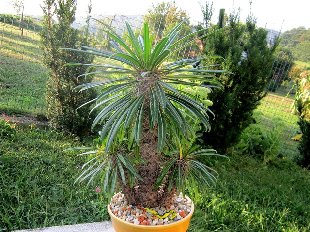 Pachypodium lamerei