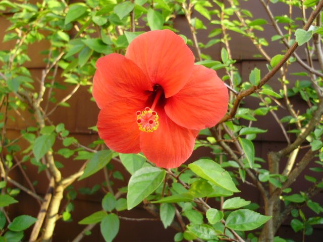 Tropski hibiskus - lat. hibiscus rosa sinensis 