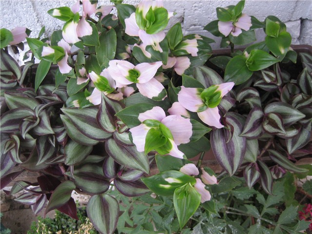 Tradescantia Blushing Bride i zebrina
