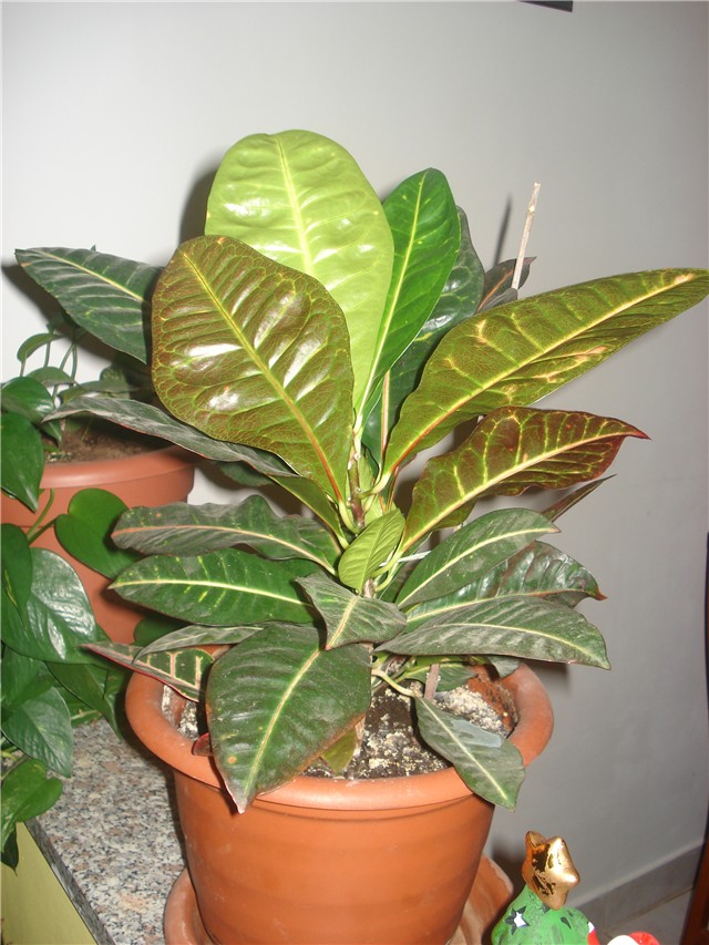 Croton