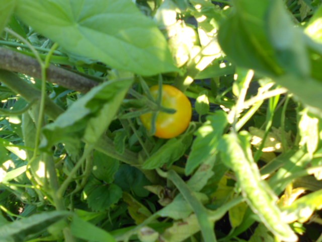 rajčica plod žuta