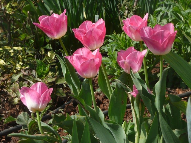 tulipani