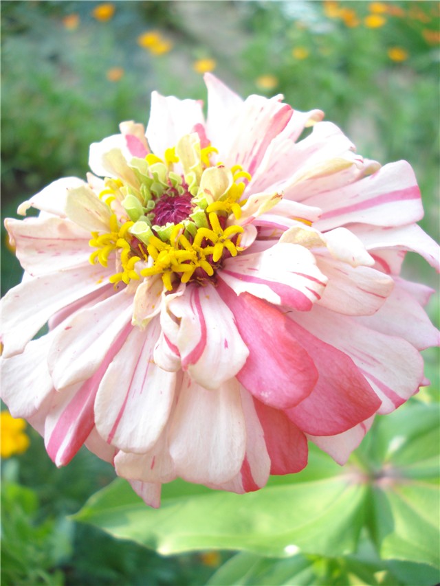 Zinnia