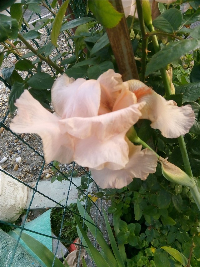 Perunika roza