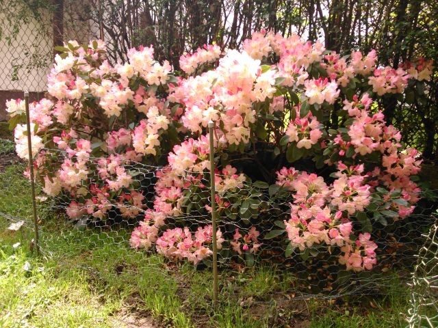 rododendron