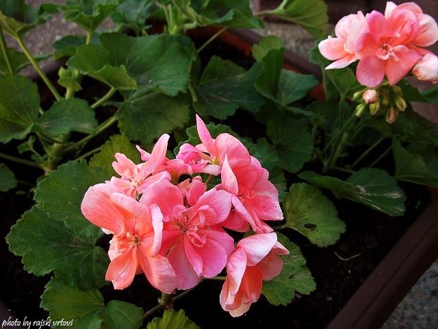 pelargonije