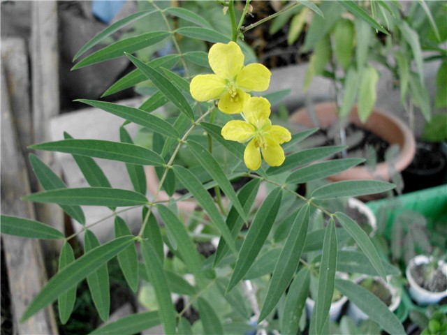  cassia angustifolia