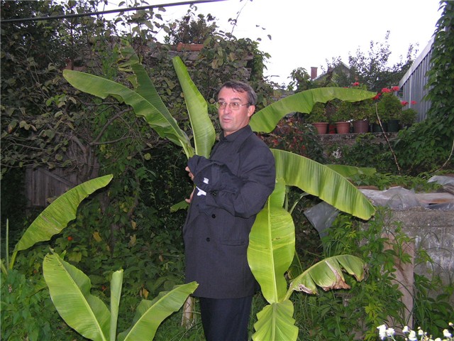 palme u vrtu