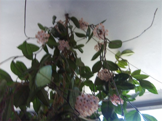 hoja na balkonu