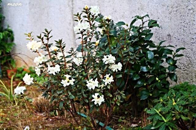 rododendron