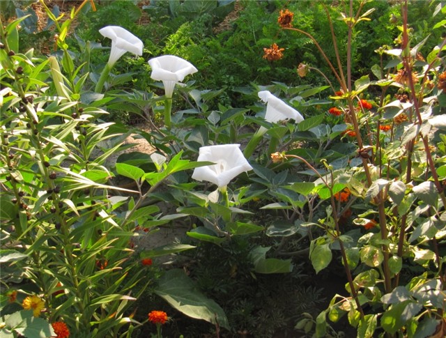 Datura