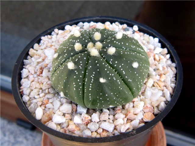 Astrophytum asterias hybrid