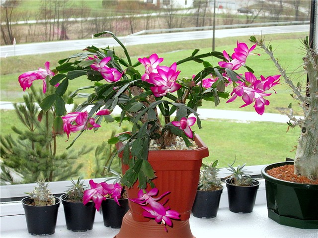 Schlumbergera truncata