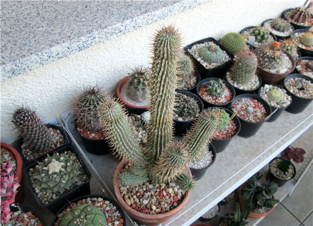 hoodia gordonii